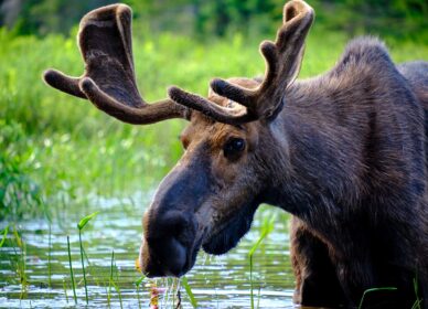 A Moose in the Tim River