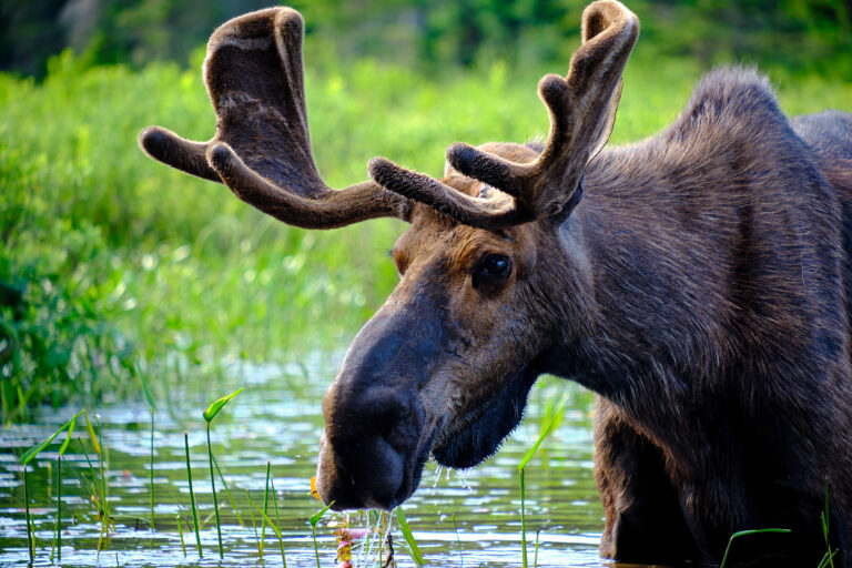 A Moose in the Tim River