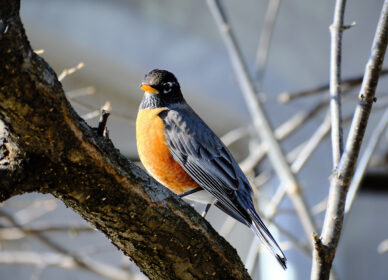 American Robin – Adult Male