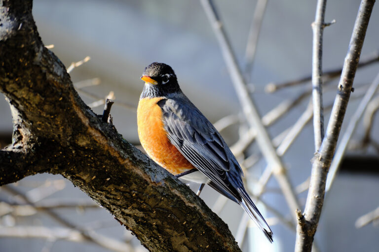 American Robin – Adult Male