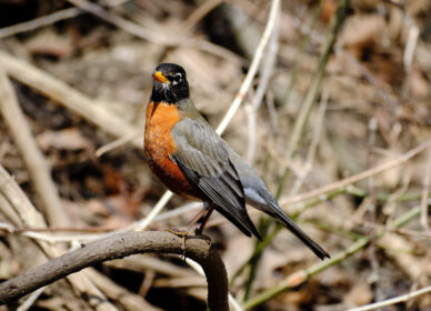 American Robin – Adult Male