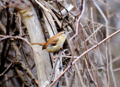 Carolina Wren – Northern Adult Male