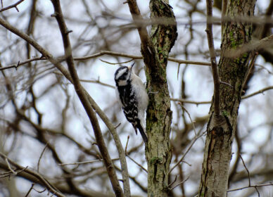 Hairy Woodpecker – Eastern Adult Female