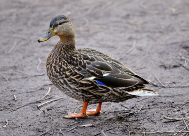 Mallard – Adult Female