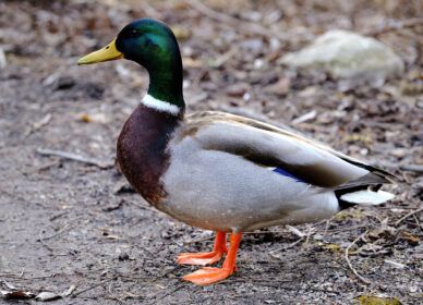 Mallard – Adult Male