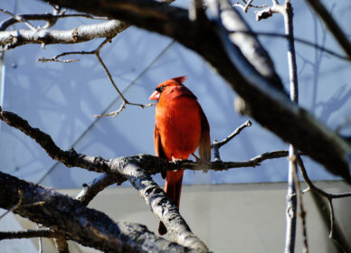 Northern Cardinal – Adult Male