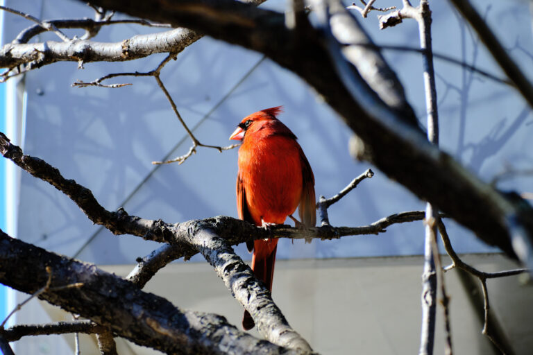 Northern Cardinal – Adult Male