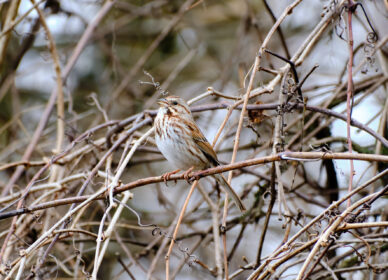 Song Sparrow – Adult
