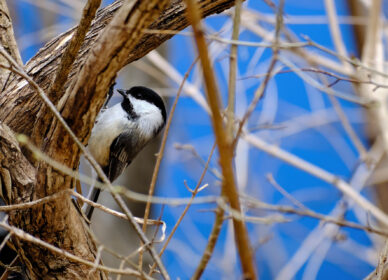 Black-capped Chickadee – Adult Male