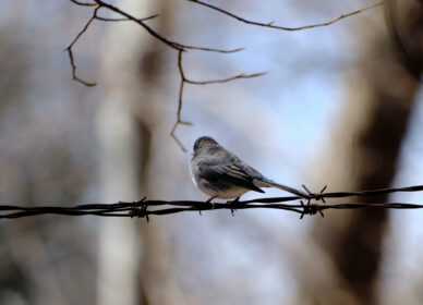 Dark-eyed Junco – Adult Male