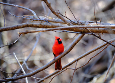 Northern Cardinal – Adult Male